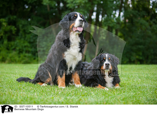 Bernese Mountain Dogs / SST-10511