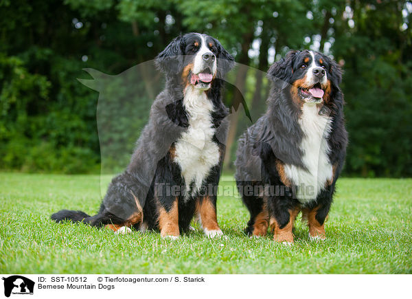 Bernese Mountain Dogs / SST-10512