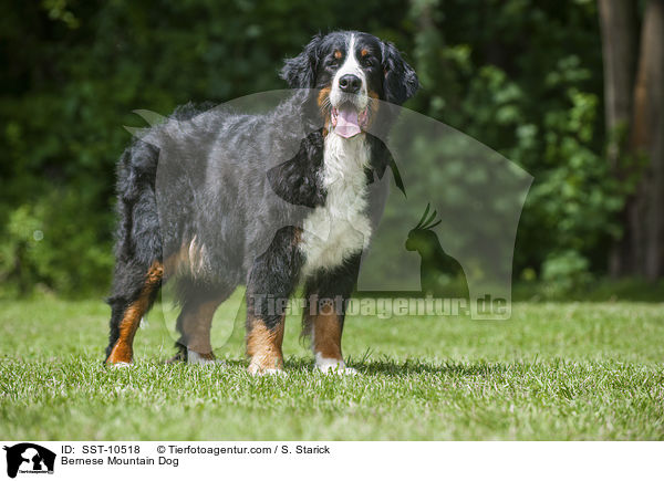 Bernese Mountain Dog / SST-10518