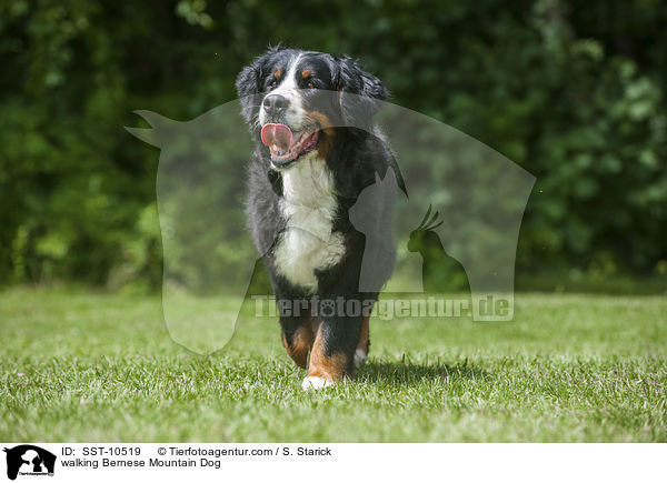 walking Bernese Mountain Dog / SST-10519