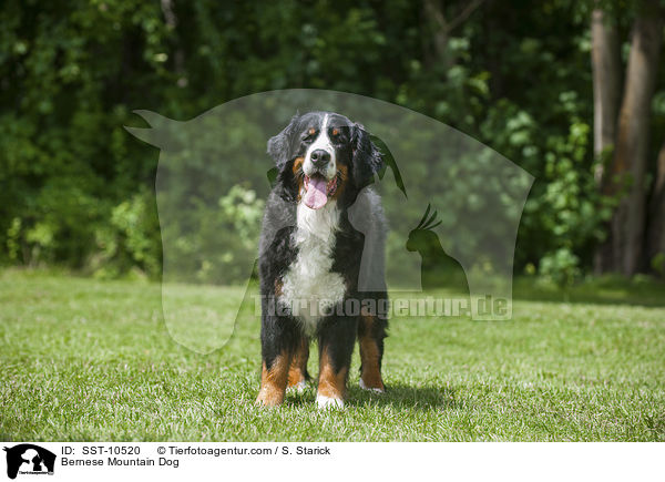 Bernese Mountain Dog / SST-10520
