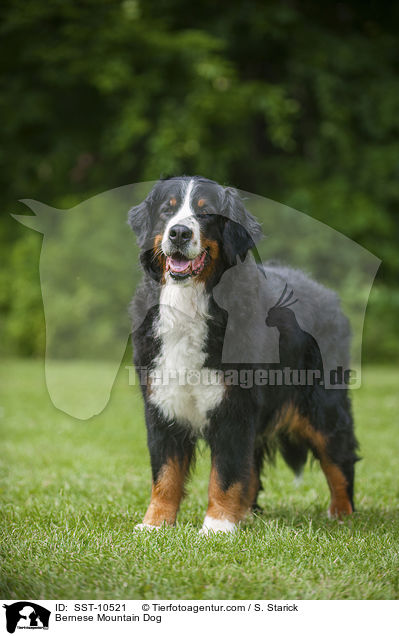 Bernese Mountain Dog / SST-10521