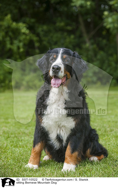 sitting Bernese Mountain Dog / SST-10522
