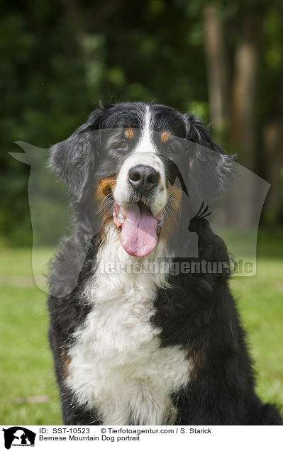 Bernese Mountain Dog portrait / SST-10523