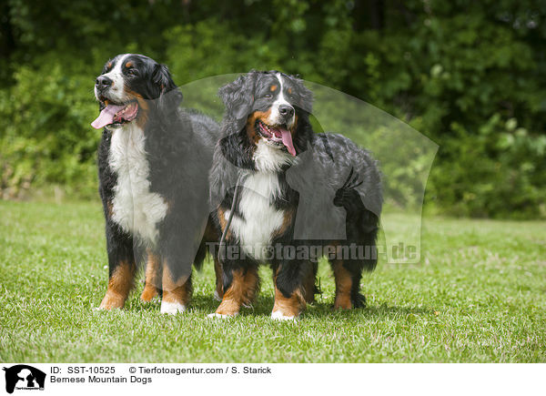 Bernese Mountain Dogs / SST-10525