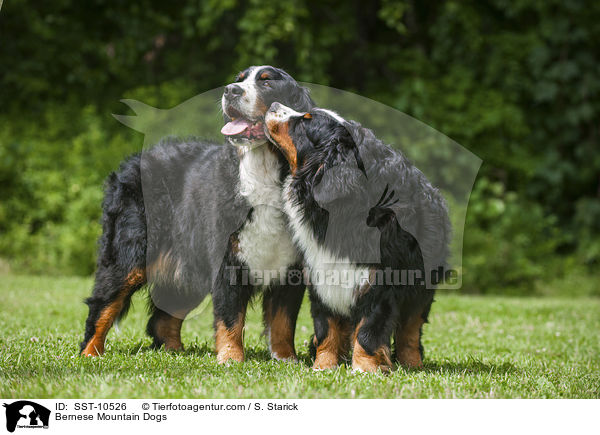 Bernese Mountain Dogs / SST-10526