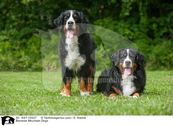Bernese Mountain Dogs / SST-10527