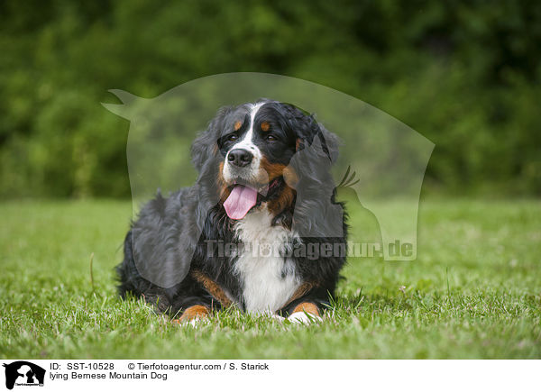 lying Bernese Mountain Dog / SST-10528