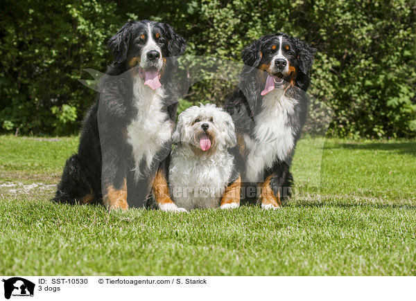 3 dogs / SST-10530