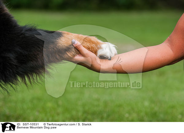 Bernese Mountain Dog paw / SST-10531