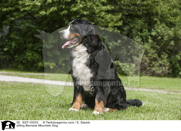 sitting Bernese Mountain Dog / SST-10533