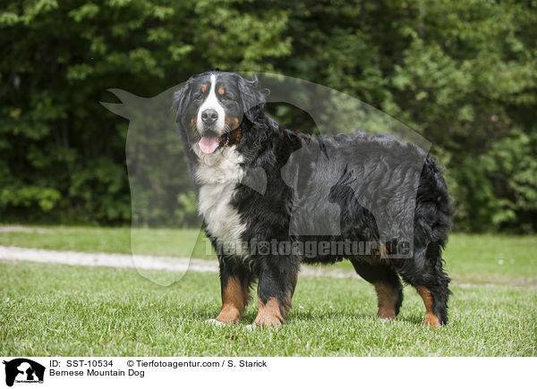 Bernese Mountain Dog / SST-10534