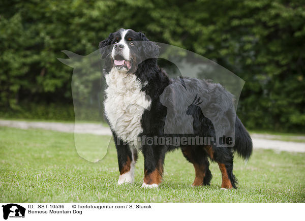Bernese Mountain Dog / SST-10536