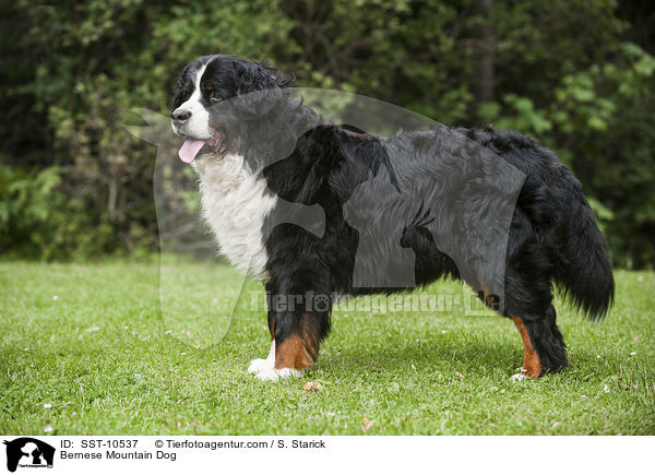 Bernese Mountain Dog / SST-10537