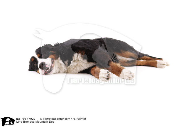 lying Bernese Mountain Dog / RR-47922