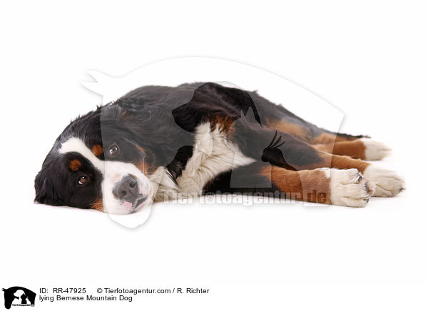 lying Bernese Mountain Dog / RR-47925