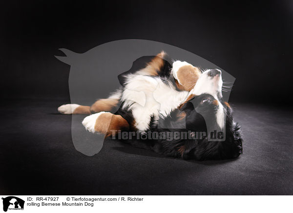 rolling Bernese Mountain Dog / RR-47927
