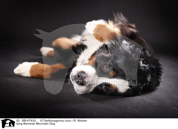 lying Bernese Mountain Dog / RR-47930