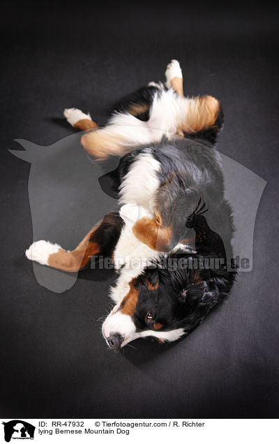 lying Bernese Mountain Dog / RR-47932