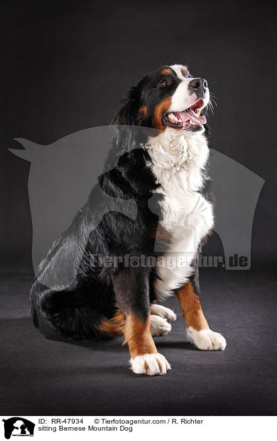 sitting Bernese Mountain Dog / RR-47934