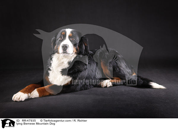 lying Bernese Mountain Dog / RR-47935