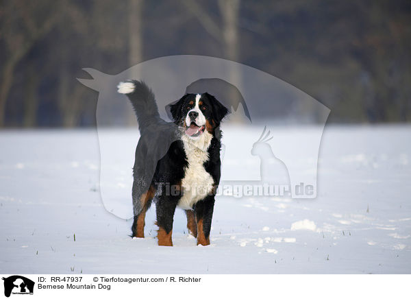 Bernese Mountain Dog / RR-47937