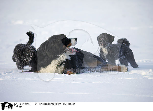 3 dogs / RR-47947