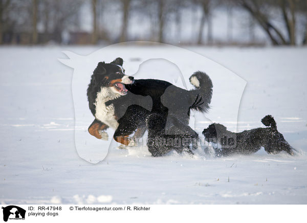 playing dogs / RR-47948