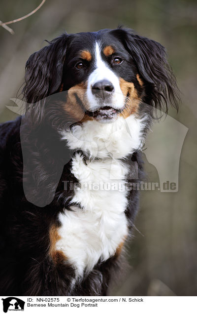 Bernese Mountain Dog Portrait / NN-02575