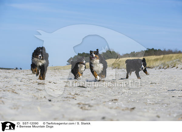 4 Bernese Mountain Dogs / SST-12090