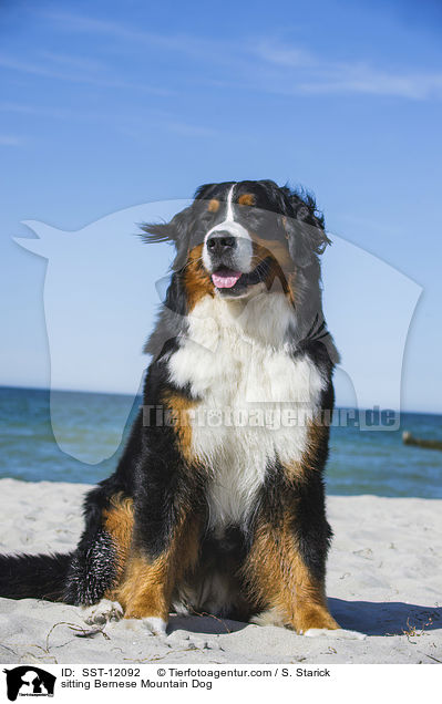 sitting Bernese Mountain Dog / SST-12092