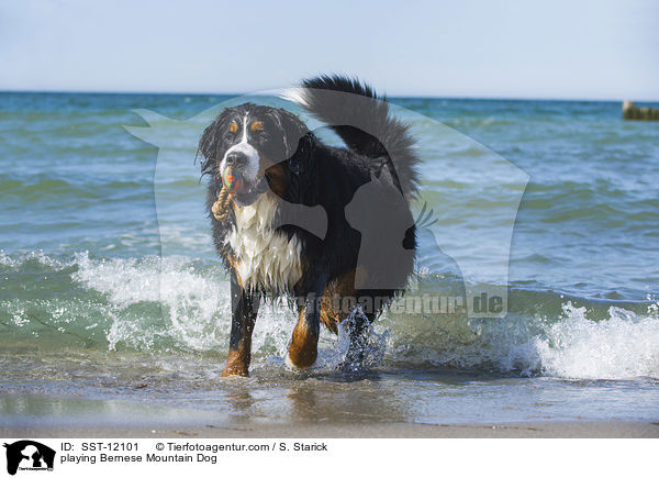 playing Bernese Mountain Dog / SST-12101