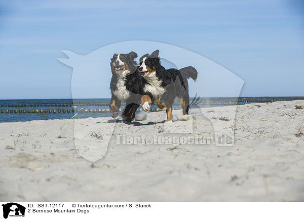 2 Bernese Mountain Dogs / SST-12117