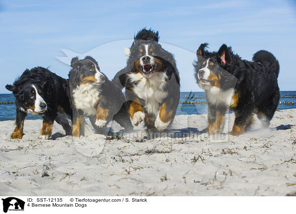 4 Bernese Mountain Dogs / SST-12135