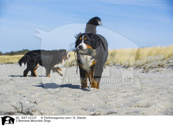 2 Bernese Mountain Dogs / SST-12137