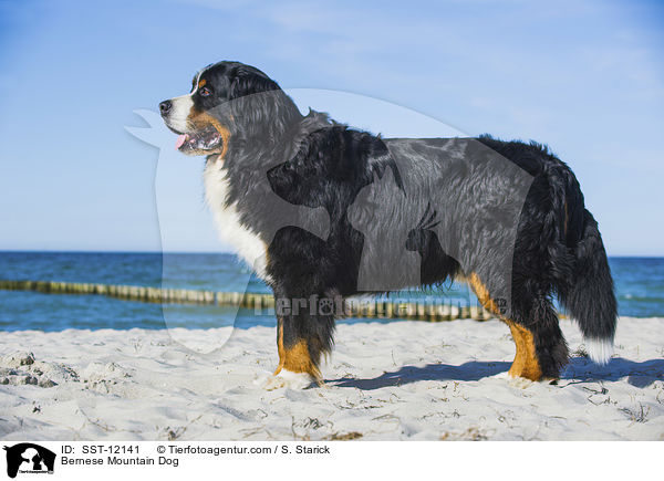 Bernese Mountain Dog / SST-12141