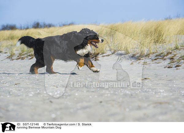 running Bernese Mountain Dog / SST-12146