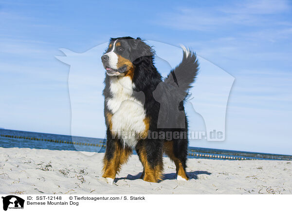 Bernese Mountain Dog / SST-12148
