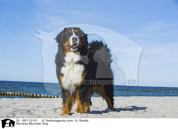 Bernese Mountain Dog / SST-12151