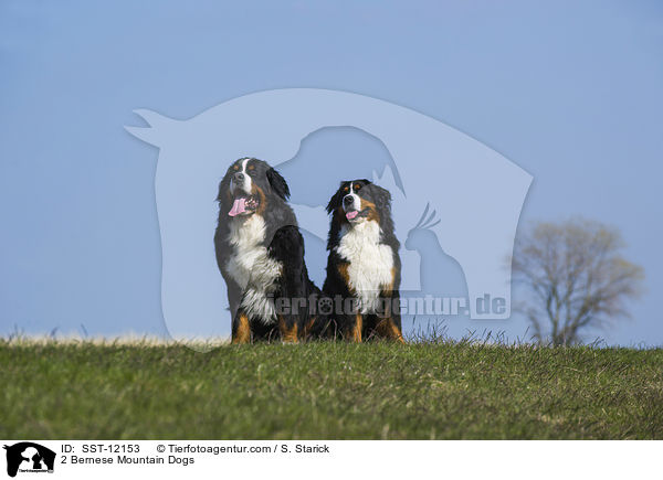 2 Bernese Mountain Dogs / SST-12153