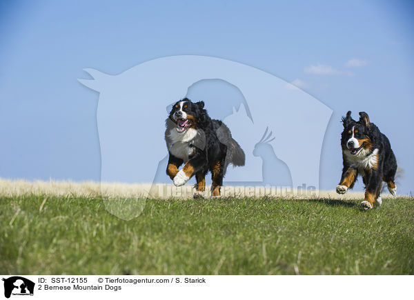 2 Bernese Mountain Dogs / SST-12155