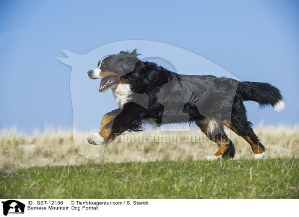Bernese Mountain Dog Portrait / SST-12156