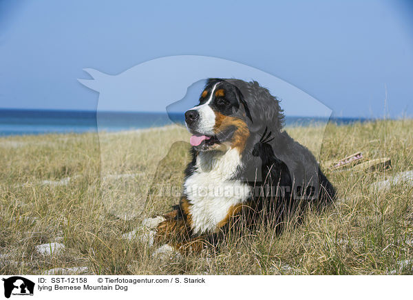 lying Bernese Mountain Dog / SST-12158