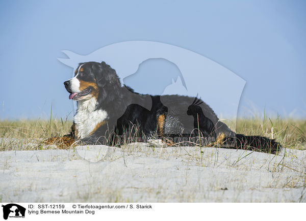 lying Bernese Mountain Dog / SST-12159