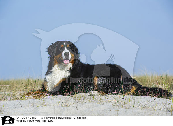 lying Bernese Mountain Dog / SST-12160