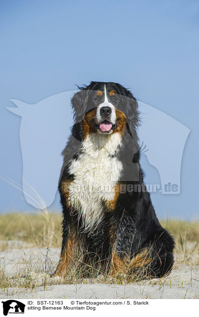 sitting Bernese Mountain Dog / SST-12163