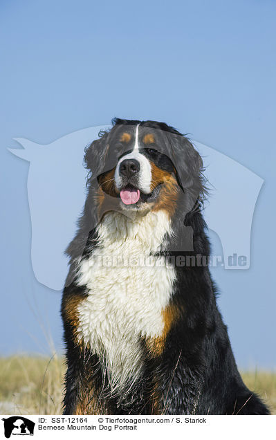 Bernese Mountain Dog Portrait / SST-12164