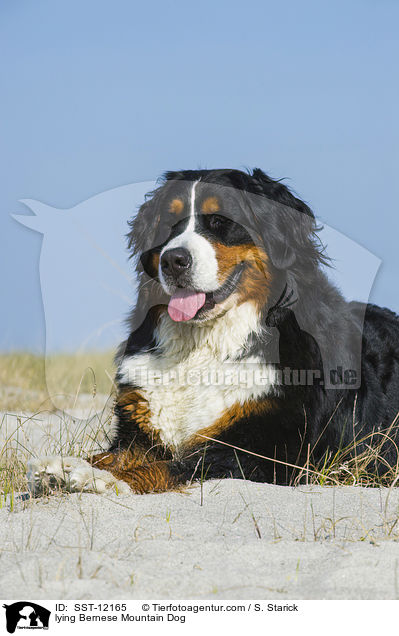 lying Bernese Mountain Dog / SST-12165