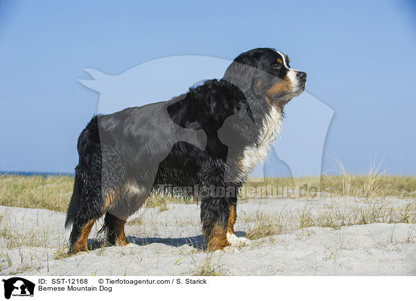 Bernese Mountain Dog / SST-12168