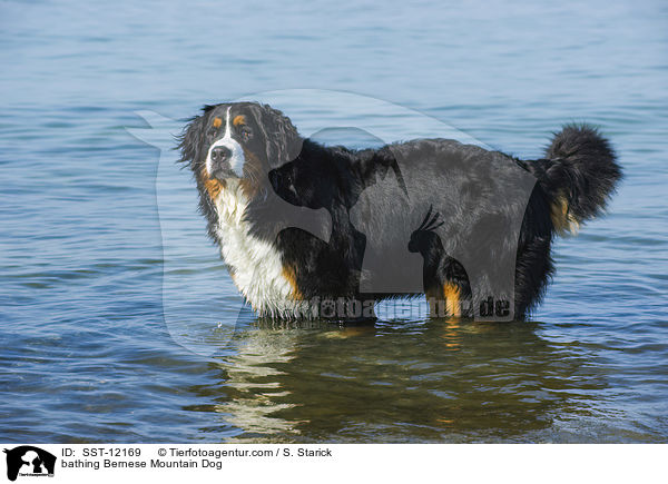 bathing Bernese Mountain Dog / SST-12169